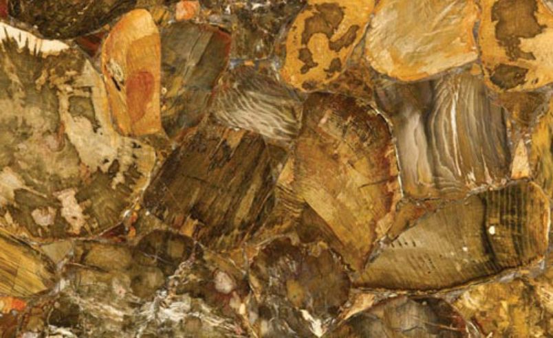 Desert Petrified Wood