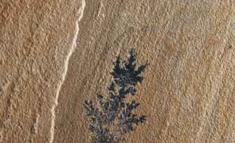 Fossil Sandstone