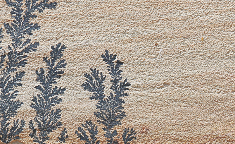 Mint Fossil Sandstone