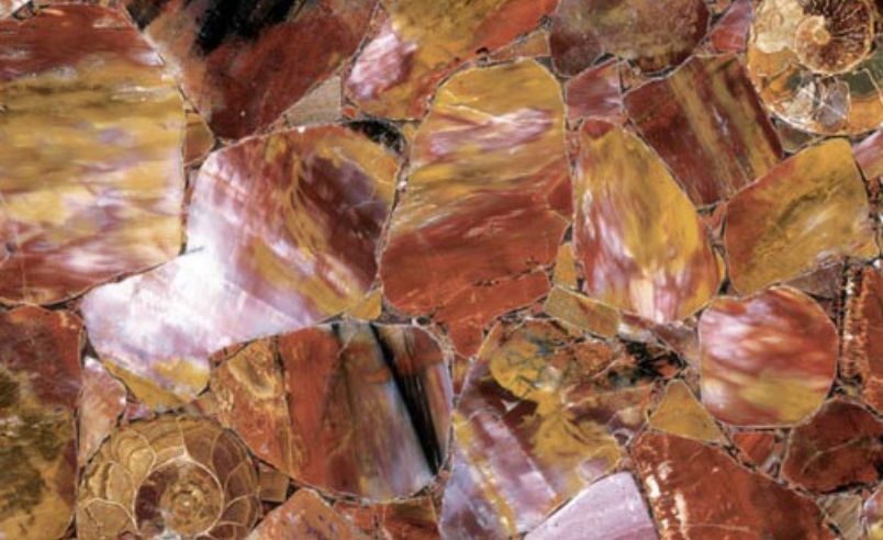 Multicolor Petrified Wood