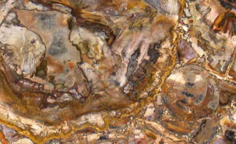 Petrified Wood