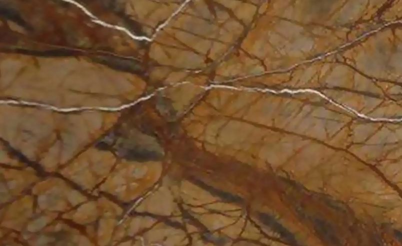 Rainforest Brown