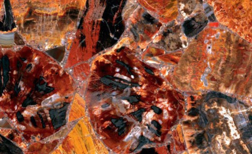 Red Petrified Wood
